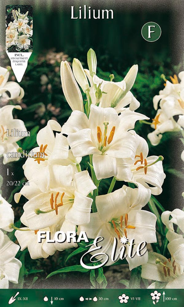 LILIUM CANDIDUM (CONFEZIONE DA 1 BULBO)