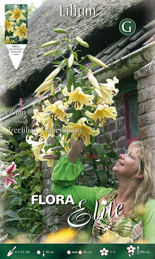 LILIUM GIGANTE HONEYMOON (CONFEZIONE DA 2 BULBI)