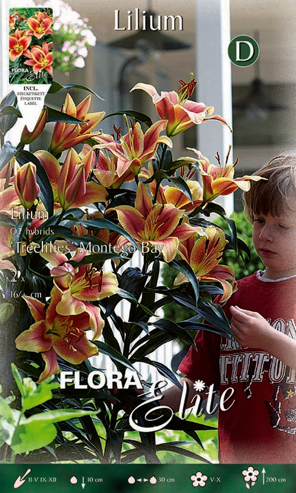 LILIUM GIGANTE MONTEGO BAY (CONFEZIONE DA 2 BULBI)