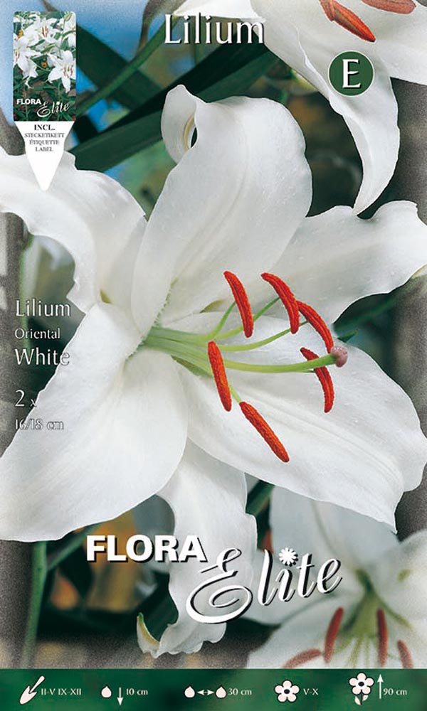LILIUM ORIENTAL WHITE (CONFEZIONE DA 2 BULBI)