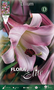 LILIUM TRUMPET PINK PERFECTION  (CONFEZIONE DA 1 BULBO)