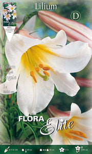LILIUM TRUMPET REGALE (CONFEZIONE DA 1 BULBO)