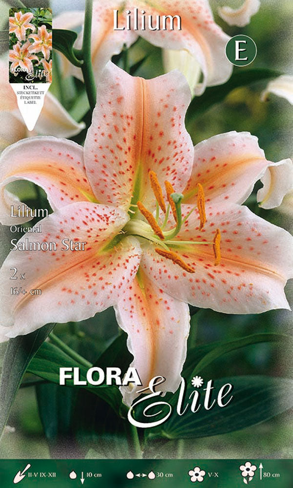 OFFERTA 6 BULBI LILIUM ORIENTAL SALMON STAR