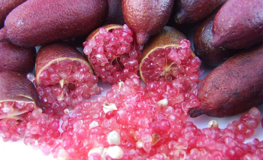 LIMONE CAVIALE ROSSO FINGER LIME IN VASO 18CM