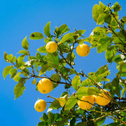 LIMONE CITRUS VASO QUADRATO 14CM