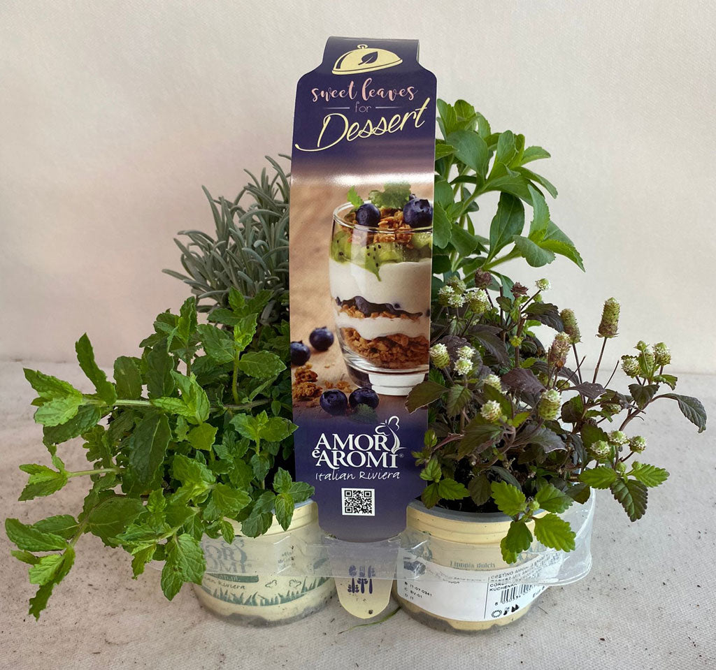 MIX 4 PIANTE AROMATICHE AROMI E DESSERT VASO 9CM