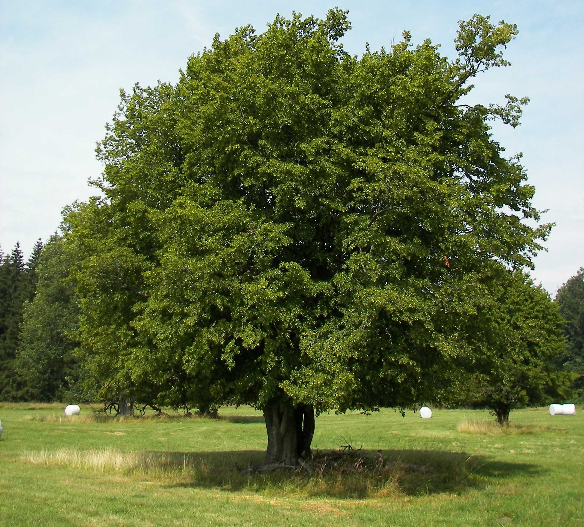 CARPINUS BETULUS CARPINO VASO 14CM