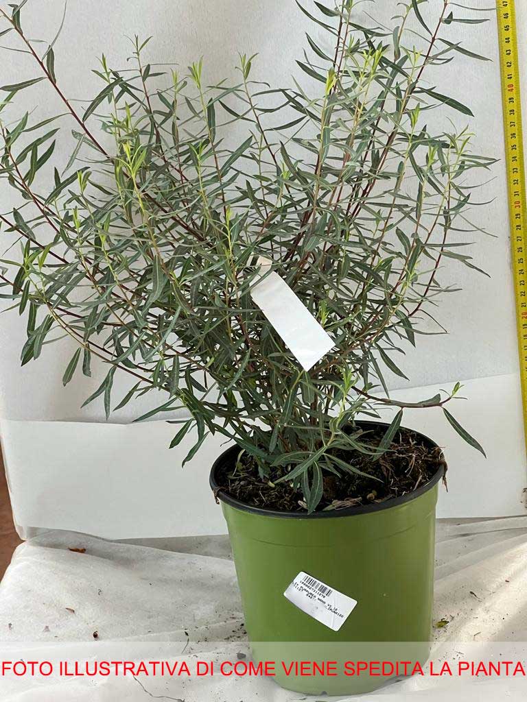 SALIX SALICE PURPUREA NANA VASO 18CM
