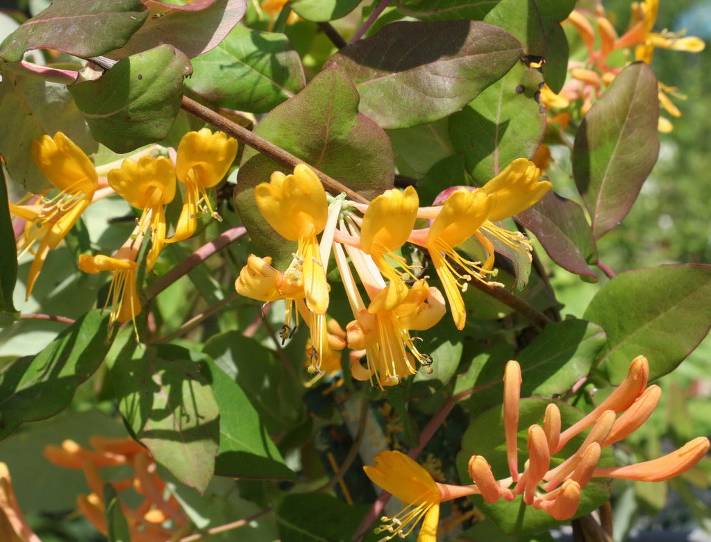 LONICERA CAPRIFOGLIO TELLMANNIANA VASO 17CM