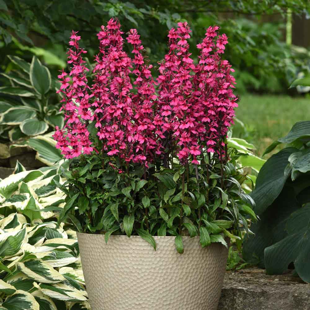 LOBELIA STARSHIP DEEP ROSE VASO 18CM