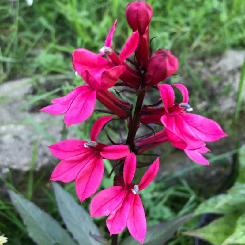 LOBELIA STARSHIP DEEP ROSE VASO 18CM