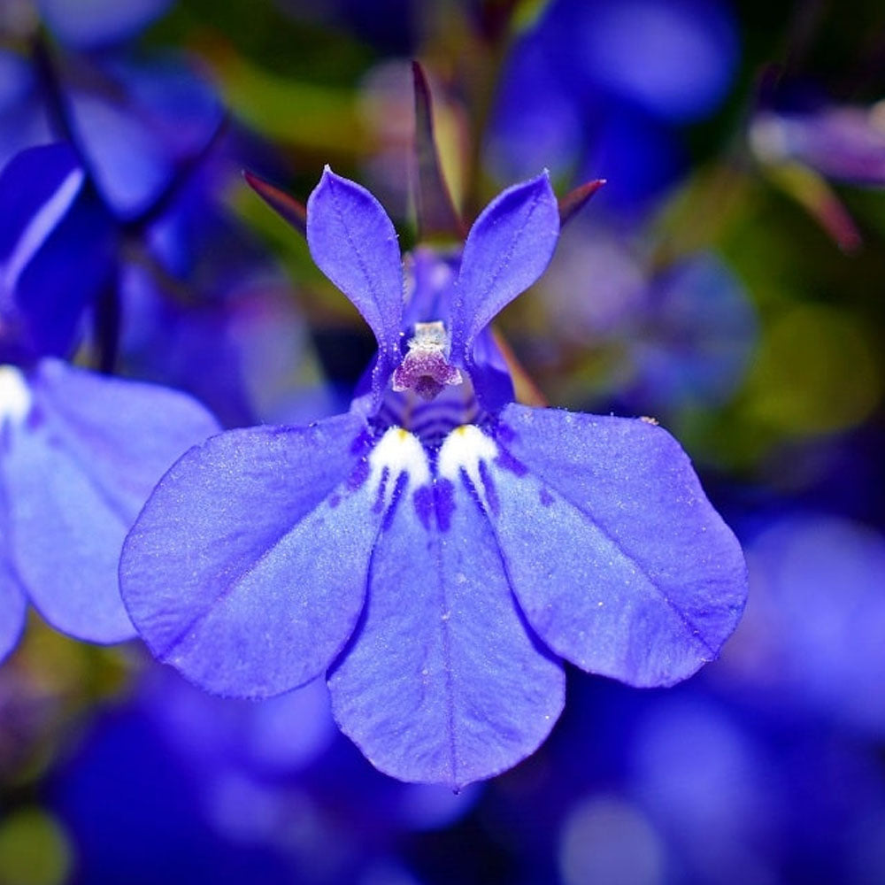 LOBELIA IN VASO 14CM