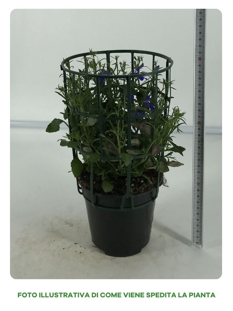 LOBELIA IN VASO 14CM