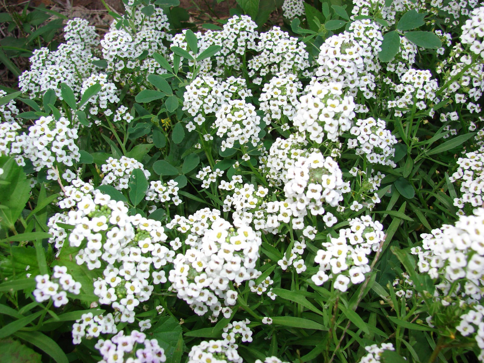 LOBULARIA VASO 14CM