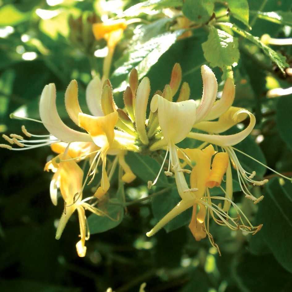 LONICERA CAPRIFOGLIO HALL'S PROLIFIC VASO 17CM