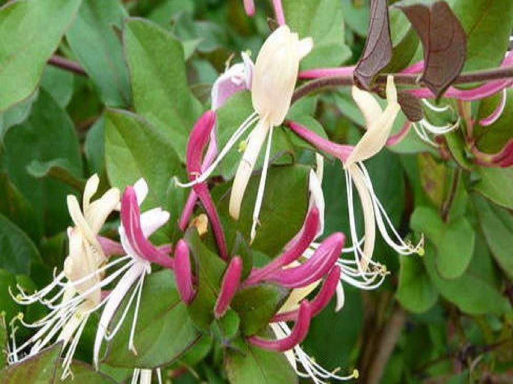 LONICERA CAPRIFOGLIO JAPONICA CHINENSIS VASO 18CM