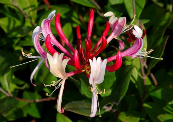 LONICERA CAPRIFOGLIO RED WORLD VASO 18CM