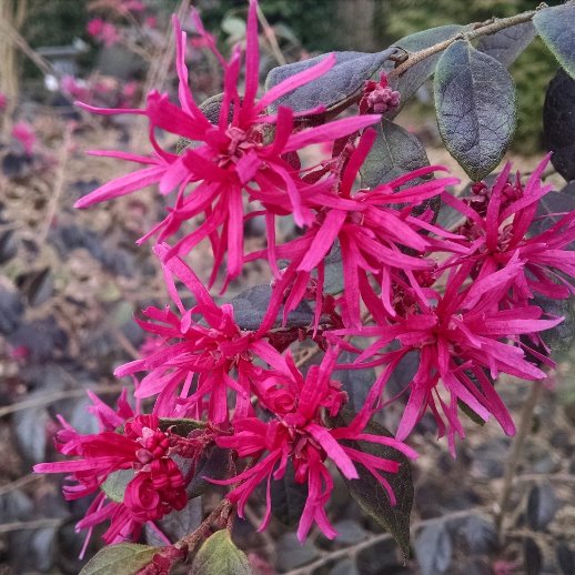 LOROPETALUM CHINENSE RUBY RUNNER VASO 18CM