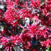 LOROPETALUM GORGEOUS VASO 19CM