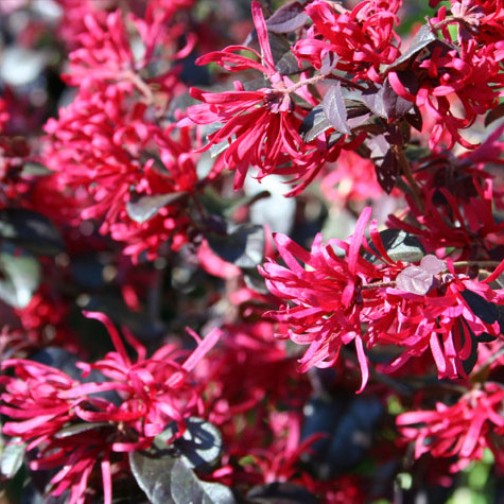 LOROPETALUM GORGEOUS VASO 19CM