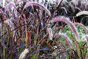 PIANTA PENNISETUM ADVENA CHELSEA, VASO 19CM