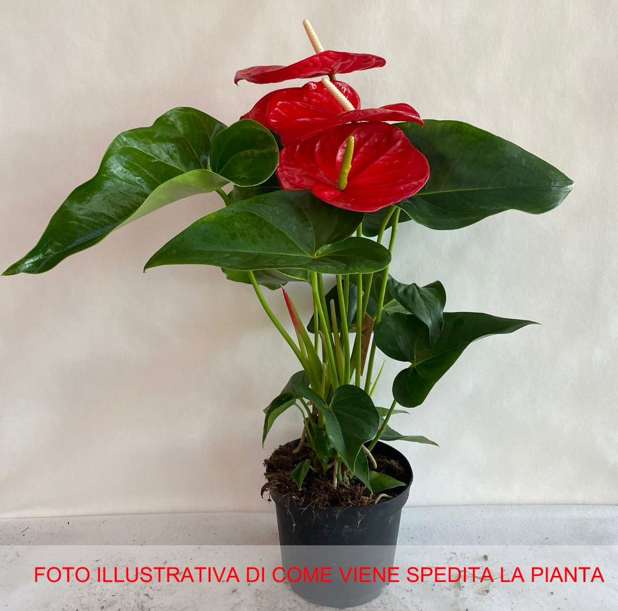ANTHURIUM MINNESOTA ROSSO IN VASO 17CM