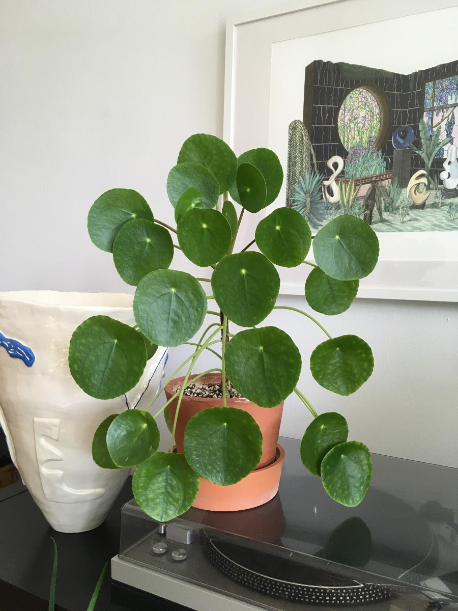 PILEA PEPEROMIOIDES PIANTA DELLE MONETE VASO 12CM