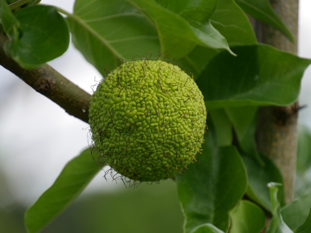 MACLURA POMIFERA ARANCIO DEGLI OSAGI IN VASO 17CM