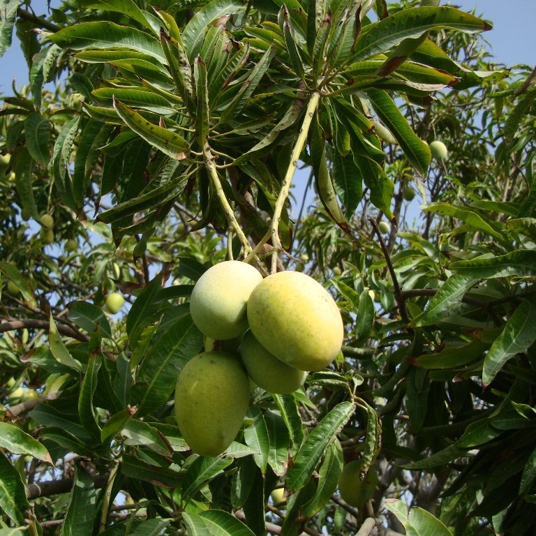 MANGIFERA INDICA MANGO IN VASO 17CM
