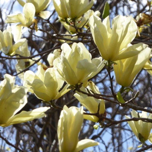MAGNOLIA GRANDIFLORA YELLOW RIVER VASO 21CM
