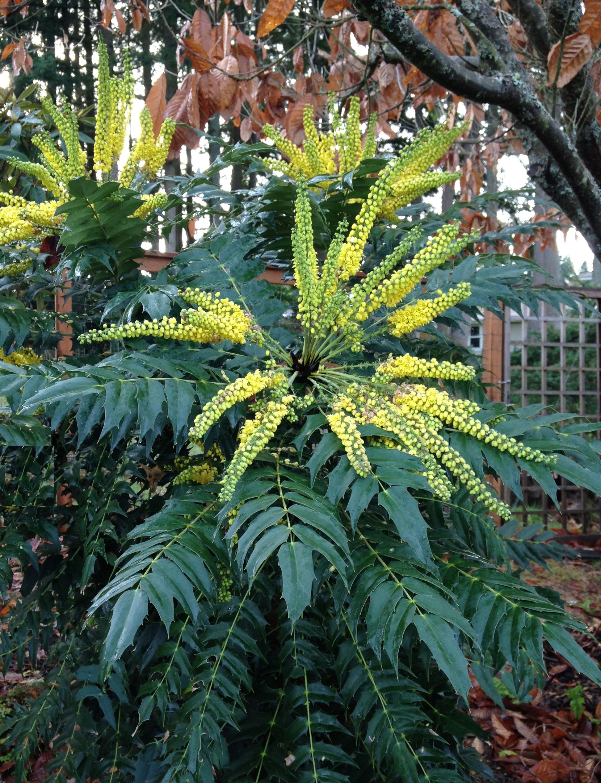 MAHONIA JAPONICA CHARITY VASO 21CM