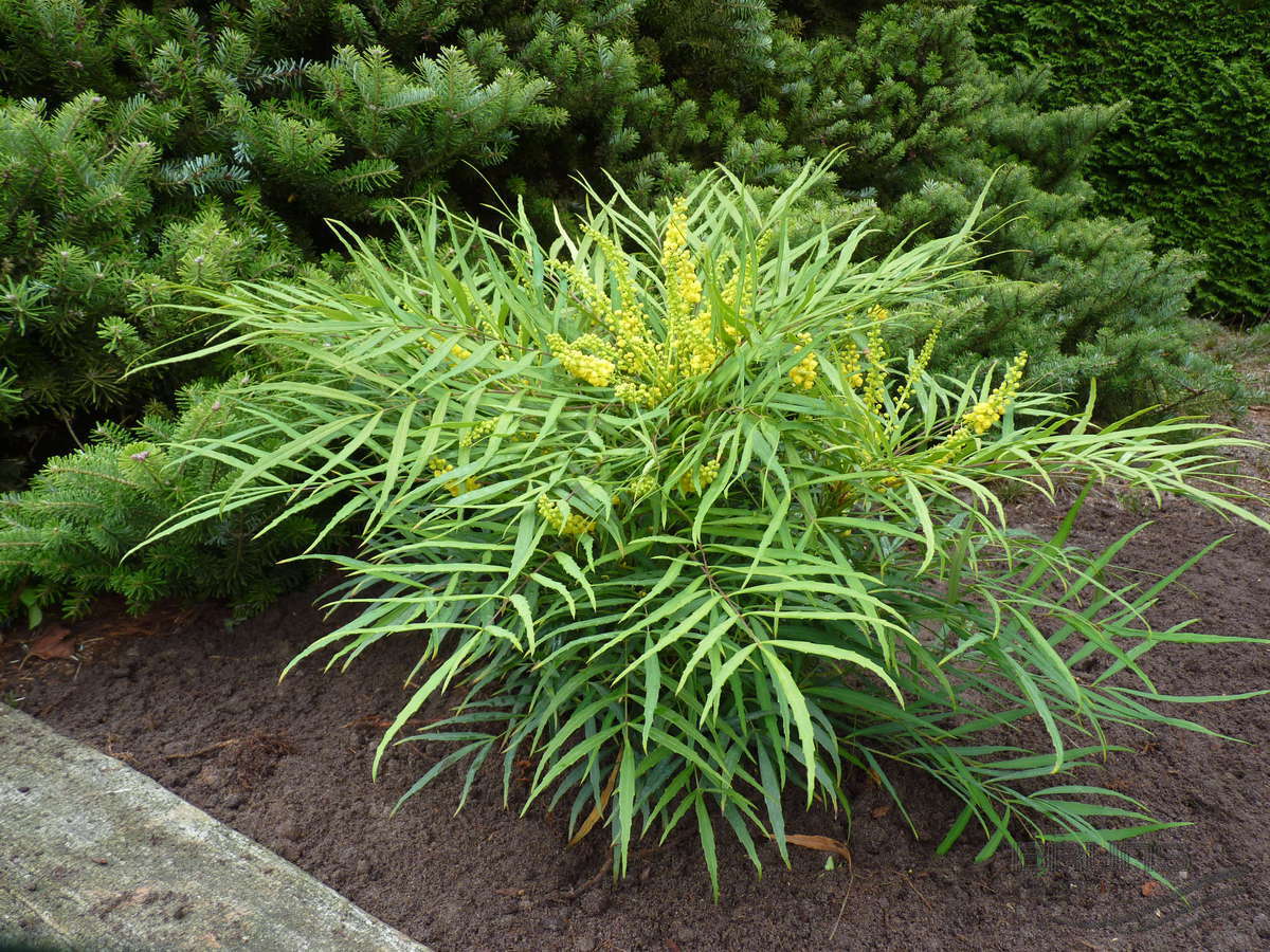 MAHONIA JAPONICA SOFT CARESS VASO 18CM