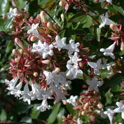 ABELIA GRANDIFLORA NANA VASO 18CM