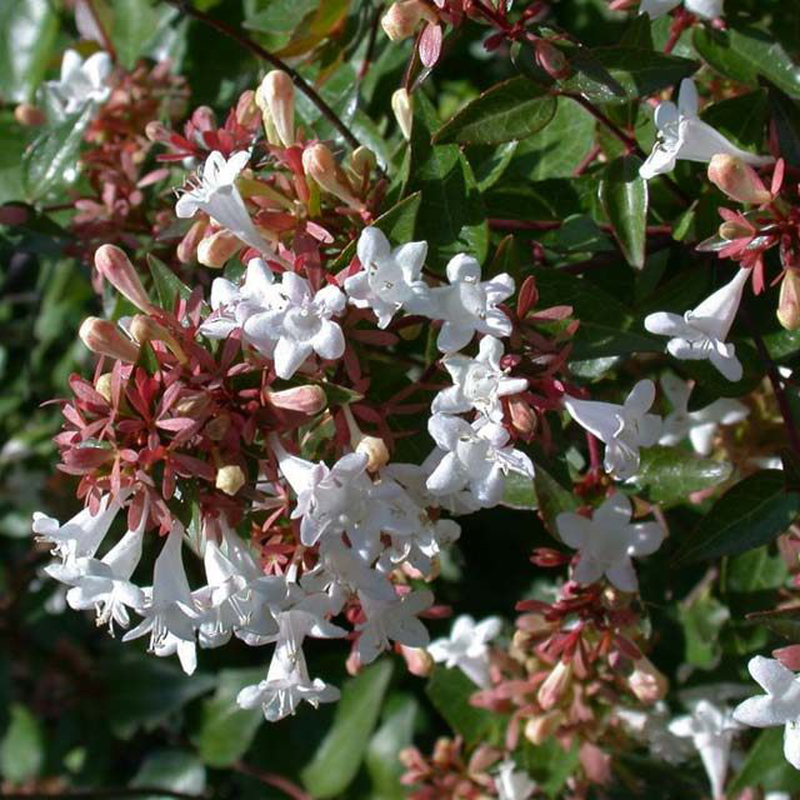 ABELIA GRANDIFLORA NANA VASO 18CM