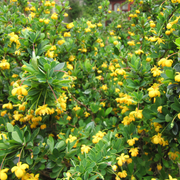 BERBERIS BUXIFOLIA NANA VASO 14CM