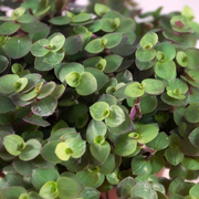 CALLISIA REPENS TURTLE VASO 10.5CM