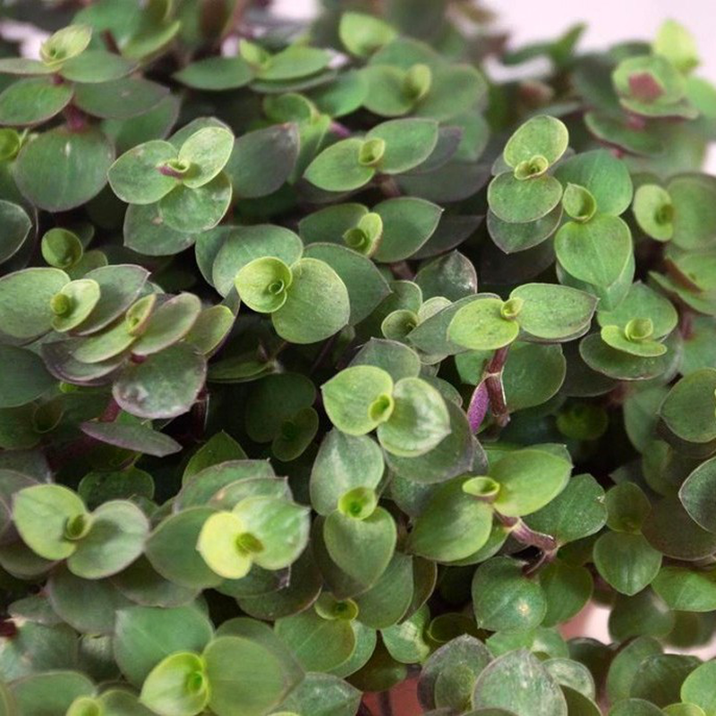 CALLISIA REPENS TURTLE VASO 10.5CM