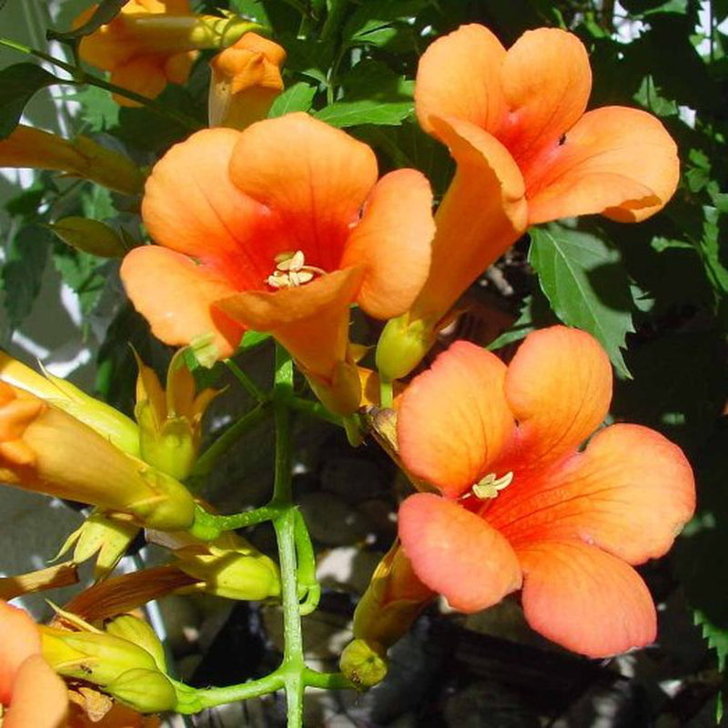 BIGNONIA CAMPSIS INDIAN SUMMER VASO 15CM