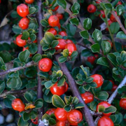 COTONEASTER PRAECOX BOER IN VASO 18CM