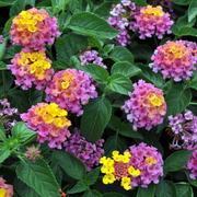 LANTANA COMPACTA ROSA VASO 15CM