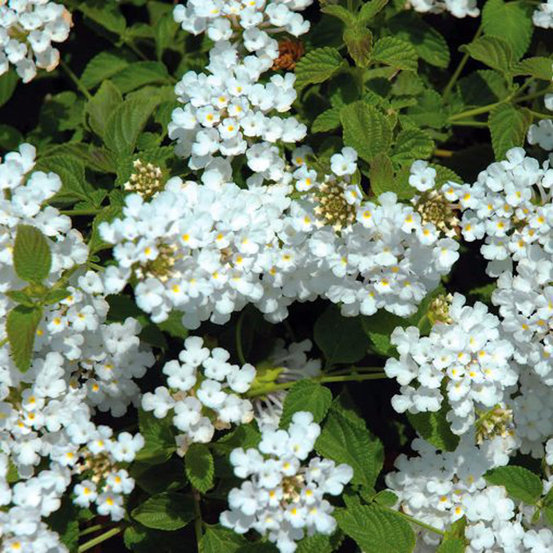LANTANA SELLOWIANA BIANCA VASO 15CM