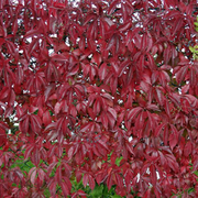 PARTHENOCISSUS ENGELMANNII VASO 11CM