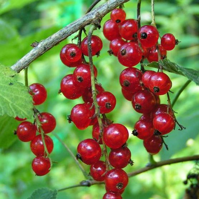 RIBES ROSSO PRECOCE VASO 18CM