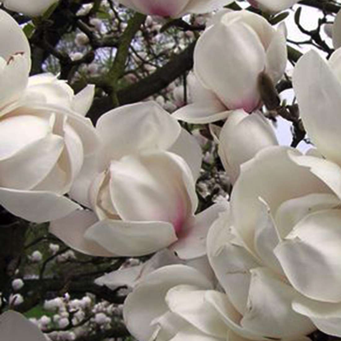 MAGNOLIA STELLATA MANCHU FAN VASO 24CM