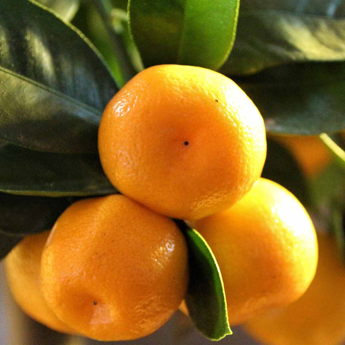 CALAMONDINO MANDARINO NANO IN VASO 14CM