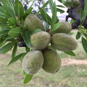 MANDORLO TUONO (1 PIANTA)