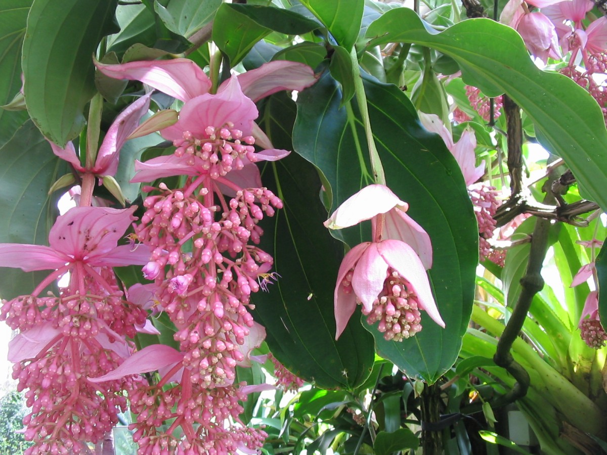MEDINILLA MAGNIFICA VASO 17CM