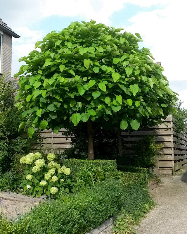 CATALPA BIGNONIOIDES NANA IN VASO 19CM