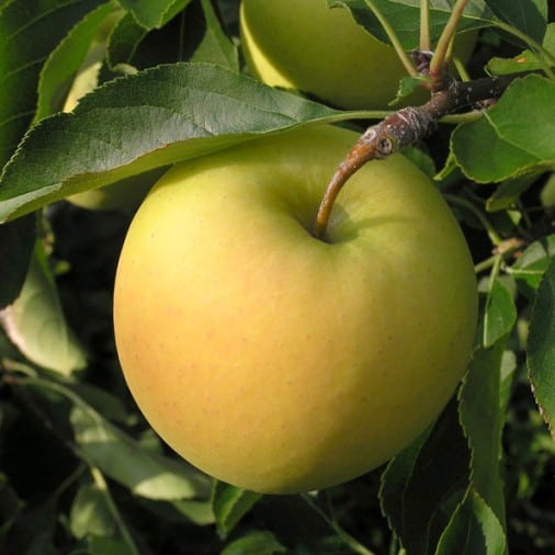 MELO GOLDEN DELICIOUS (1 PIANTA)