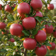 MELO RED DELICIOUS (1 PIANTA IN PACK)